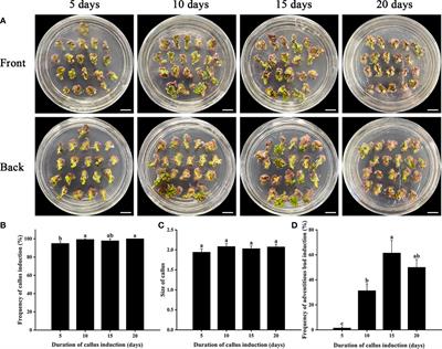 Agrobacterium-mediated genetic transformation of the most widely cultivated superior clone Eucalyptus urophylla × Eucalyptus grandis DH32-29 in Southern China